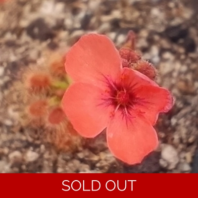 Drosera pulchella 35B, 10+ gemmae